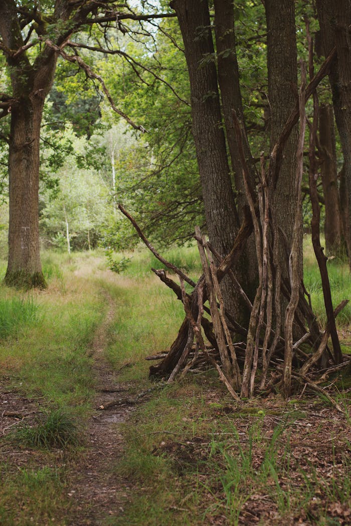 A tranquil forest path leading to a rustic wooden shelter made from branches, surrounded by lush greenery.
